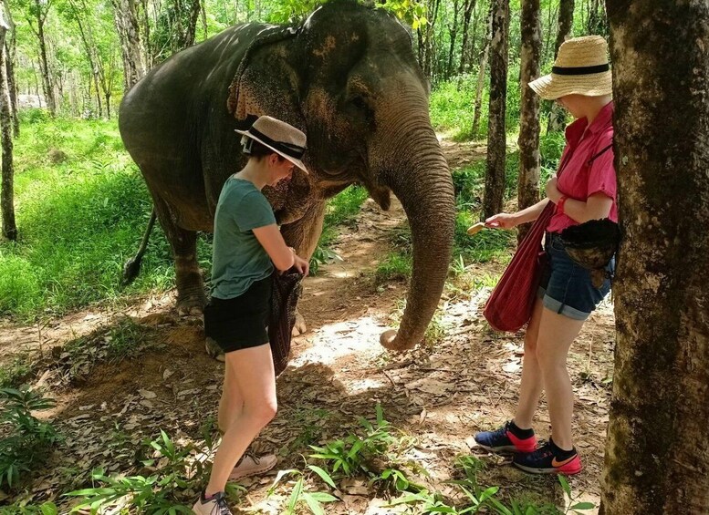 Picture 4 for Activity KhaoLak: Elephant Sanctuary Guided Tour with Hotel Transfers