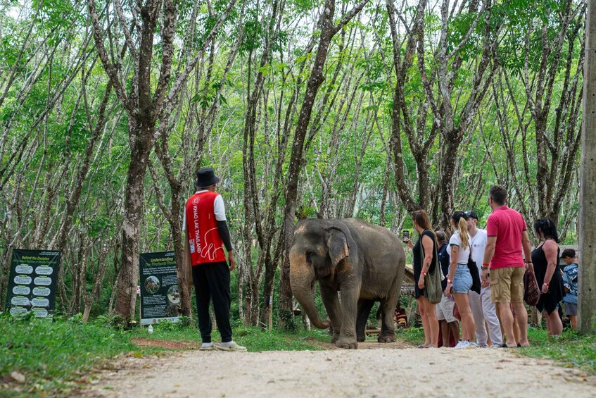 Picture 20 for Activity Khao Lak’s Best: Elephant Sanctuary,Rubber Tapping&Waterfall