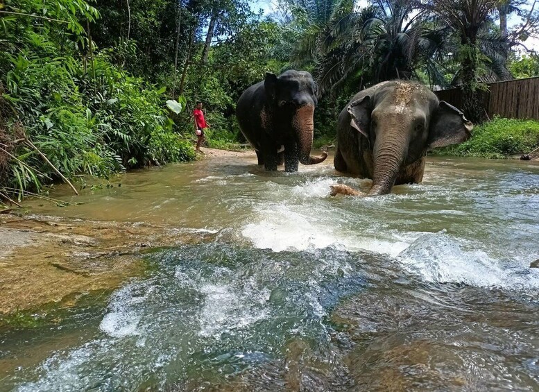 Picture 3 for Activity KhaoLak: Elephant Sanctuary Guided Tour with Hotel Transfers