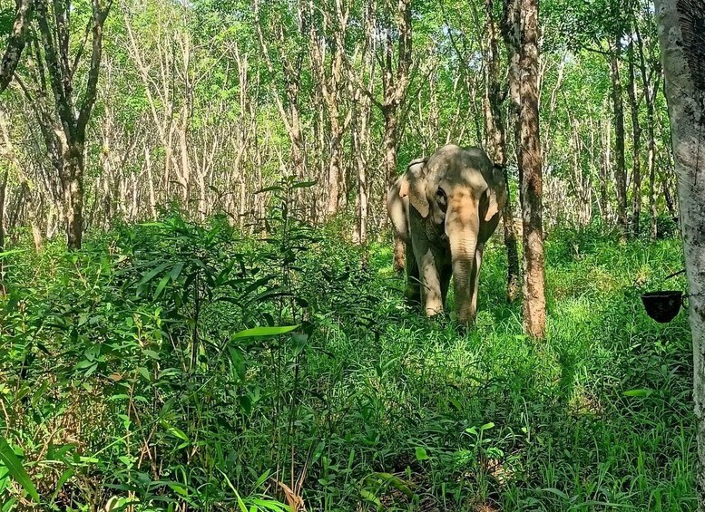 Picture 2 for Activity KhaoLak: Elephant Sanctuary Guided Tour with Hotel Transfers