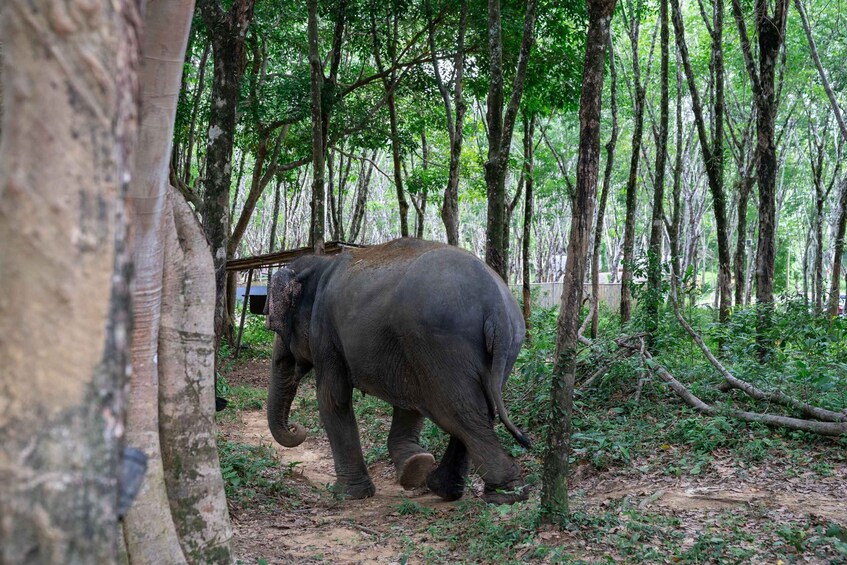 Picture 22 for Activity Khao Lak’s Best: Elephant Sanctuary,Rubber Tapping&Waterfall