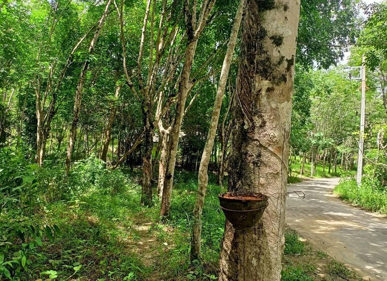 Picture 5 for Activity KhaoLak: Elephant Sanctuary Guided Tour with Hotel Transfers