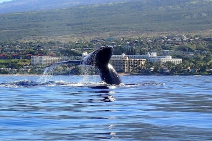 Kayak and Whale Watching Tour