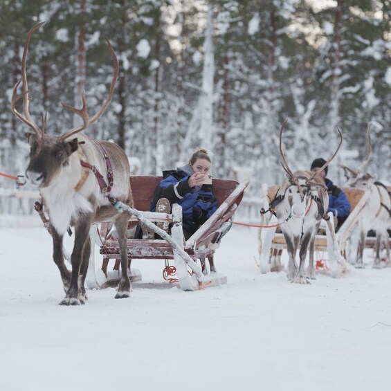 Picture 3 for Activity Levi Polar Lights Tours: Reindeer and Husky Safari