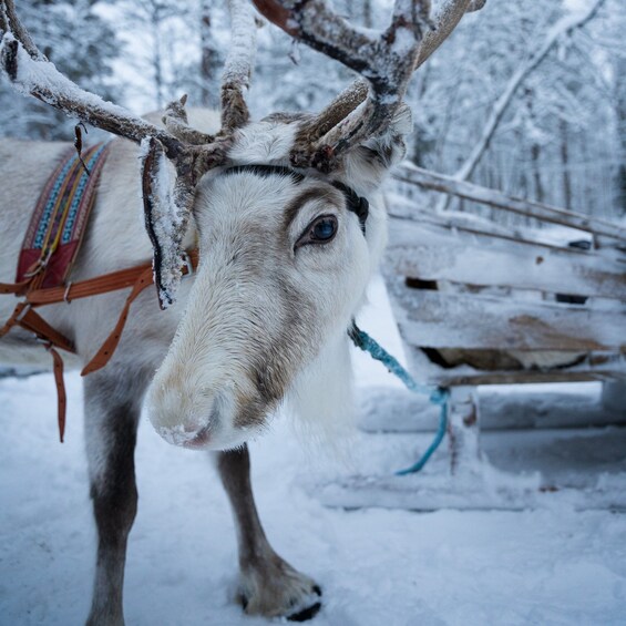 Levi Polar Lights Tours: Reindeer and Husky Safari