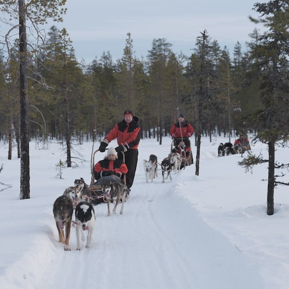 Picture 2 for Activity Levi Polar Lights Tours: Reindeer and Husky Safari