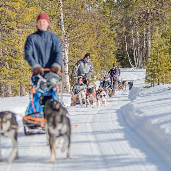 Picture 1 for Activity Levi Polar Lights Tours: Reindeer and Husky Safari