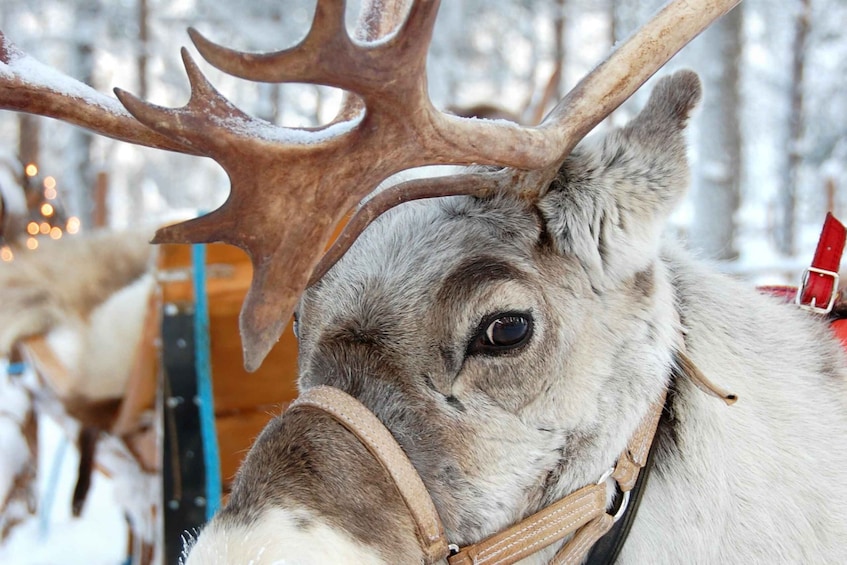 Picture 6 for Activity Levi: Reindeer Sleigh Ride Tour in Snowy Forest