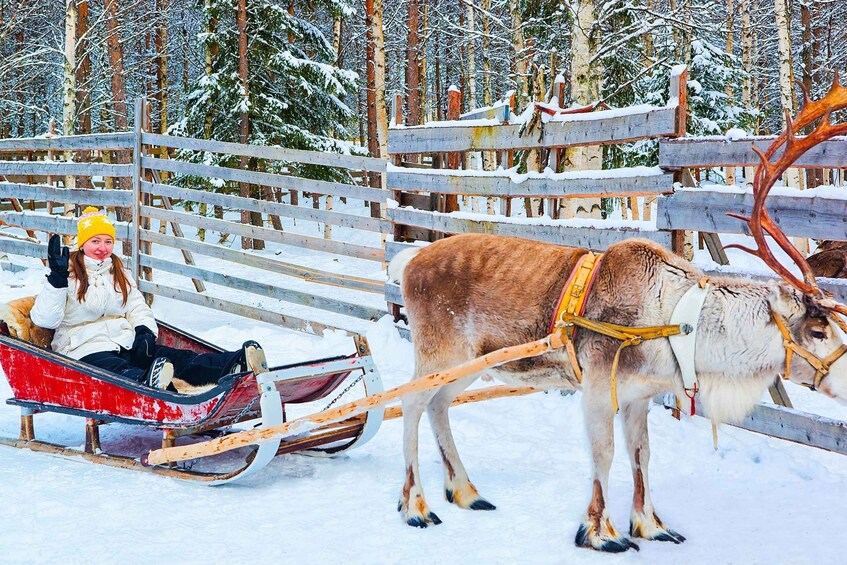 Picture 2 for Activity Levi: Reindeer Sleigh Ride Tour in Snowy Forest