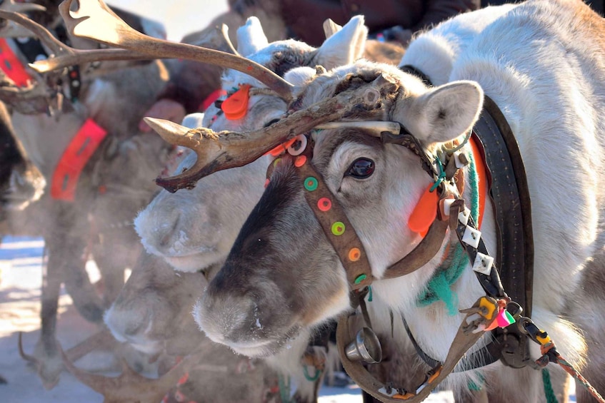 Levi: Reindeer Sleigh Ride Tour in Snowy Forest