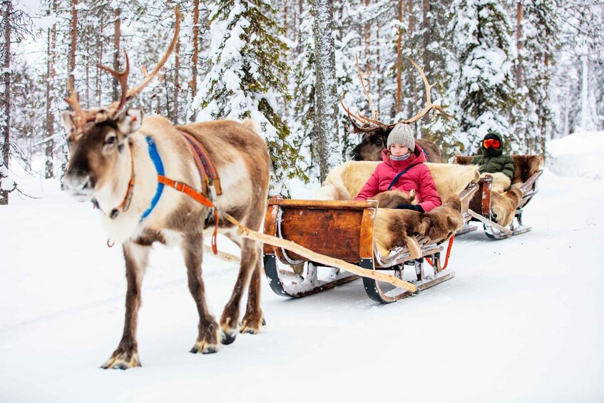 Picture 7 for Activity Levi: Reindeer Sleigh Ride Tour in Snowy Forest