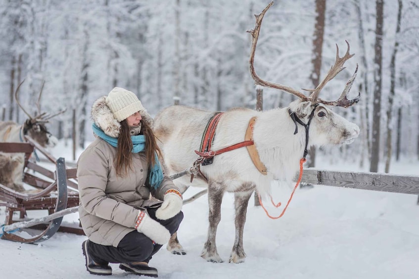 Picture 10 for Activity Levi: Reindeer Sleigh Ride Tour in Snowy Forest