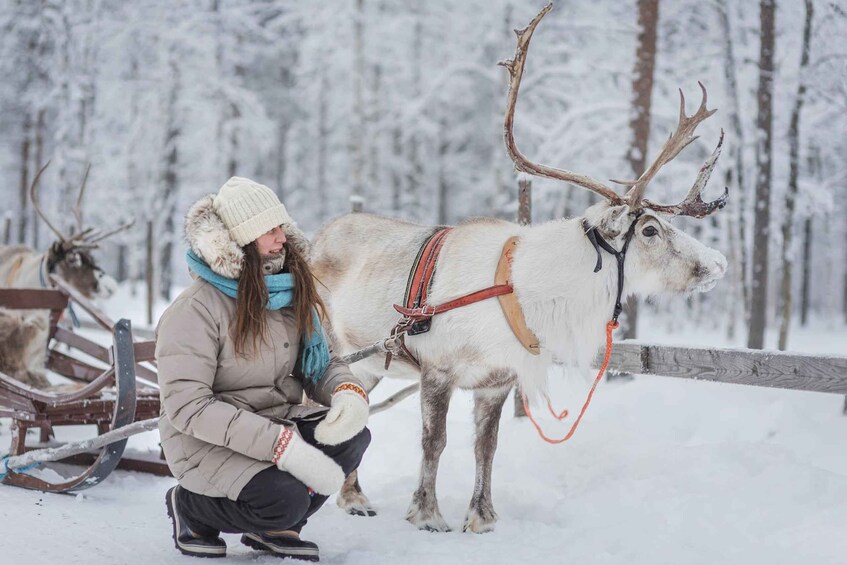 Picture 10 for Activity Levi: Reindeer Sleigh Ride Tour in Snowy Forest