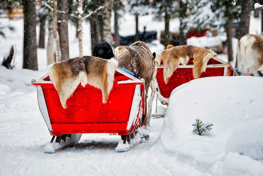 Picture 9 for Activity Levi: Reindeer Sleigh Ride Tour in Snowy Forest