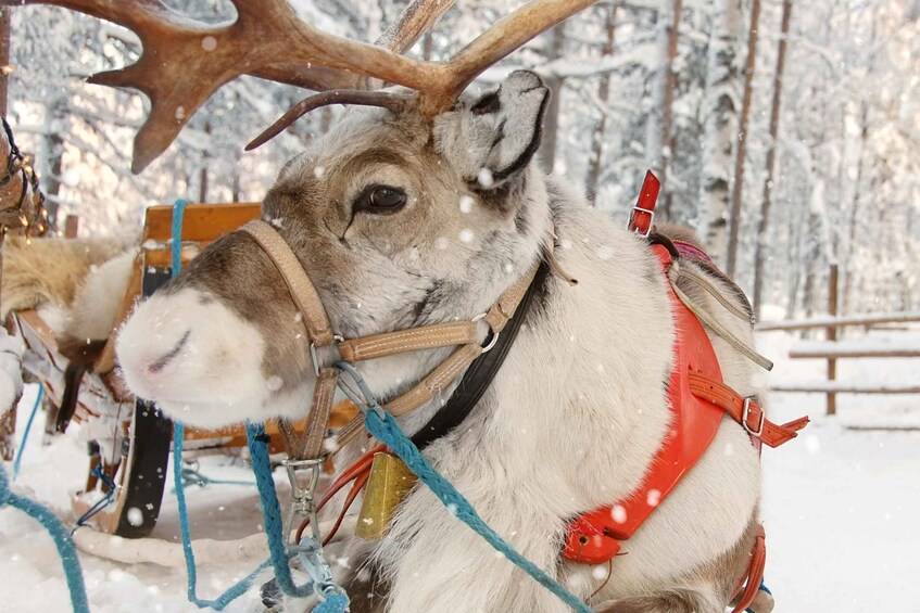 Picture 5 for Activity Levi: Reindeer Sleigh Ride Tour in Snowy Forest