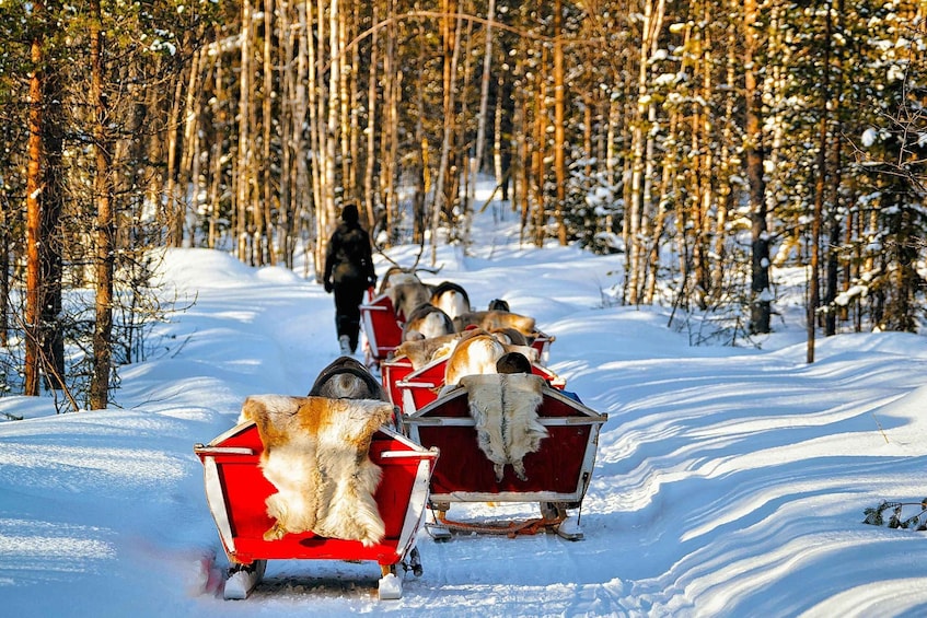 Picture 3 for Activity Levi: Reindeer Sleigh Ride Tour in Snowy Forest