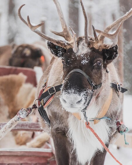 Picture 11 for Activity Levi: Reindeer Sleigh Ride Tour in Snowy Forest