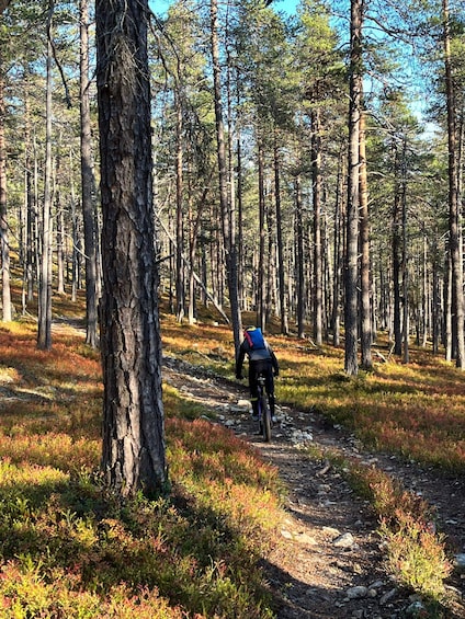 Picture 3 for Activity Guided Fatbike Tour in Ivalo