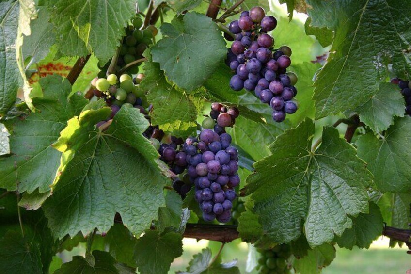 Beautiful grapes