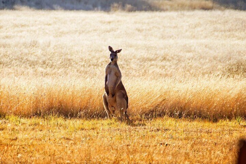 Kangaroos a plenty!