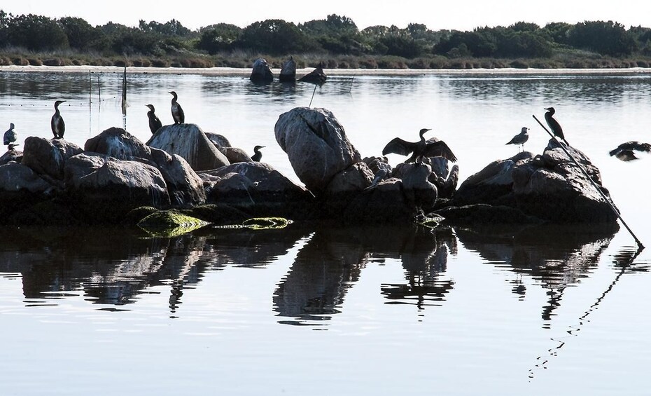 Picture 3 for Activity Olbia: Gulf of Olbia boat tour