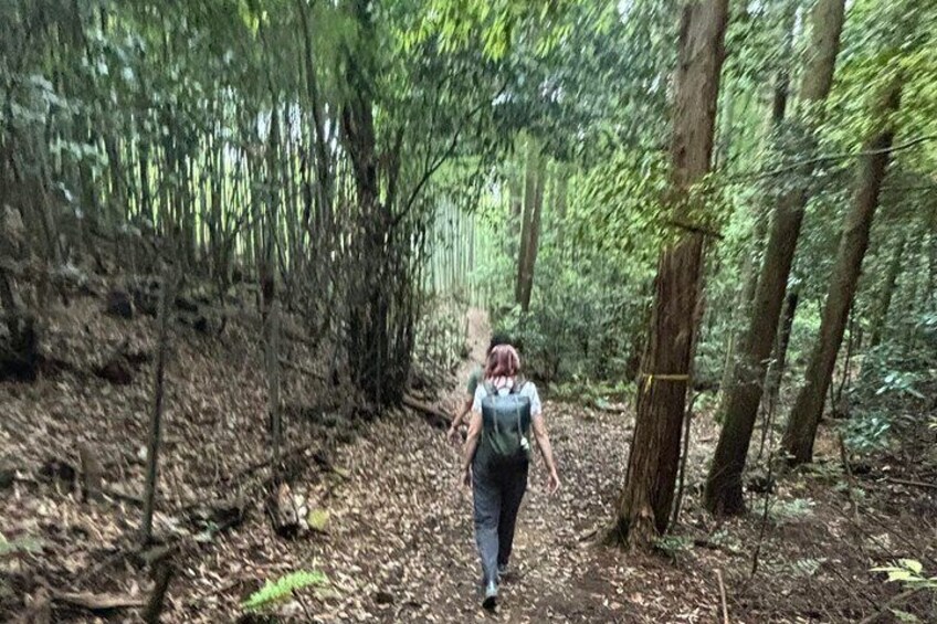 Hiking in Fushimi Inari with Local Lunch