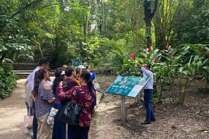 Guided Tour of Palenque 