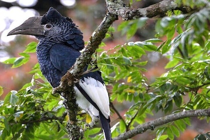 10 Days Rwanda Safari - Gorilla Tour & Wildlife Viewing