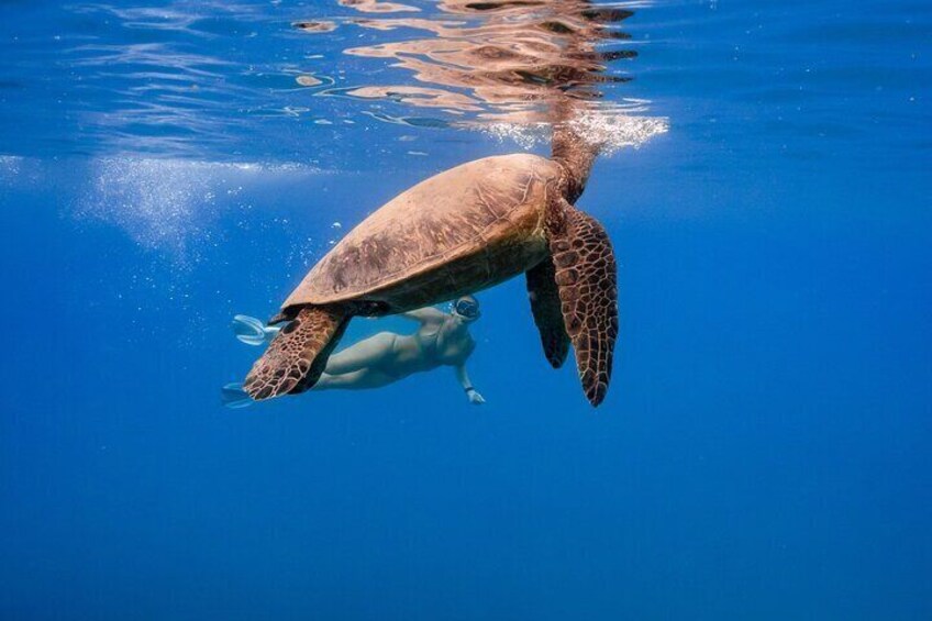 Waikiki Snorkel Boat Tour