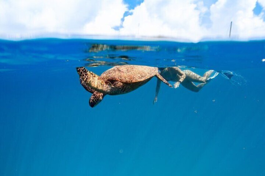 Waikiki Snorkel Boat Tour