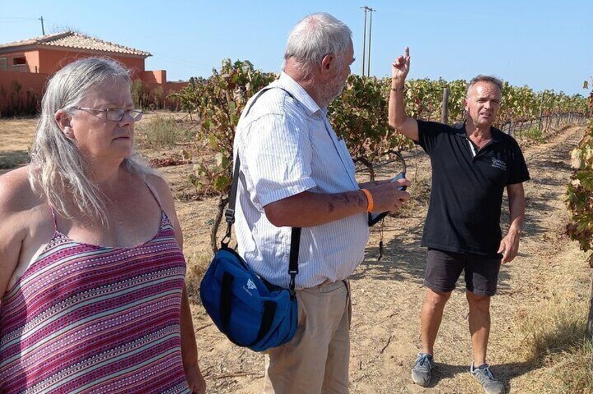 Small-Group Wine and Tapas Tour in Albufeira