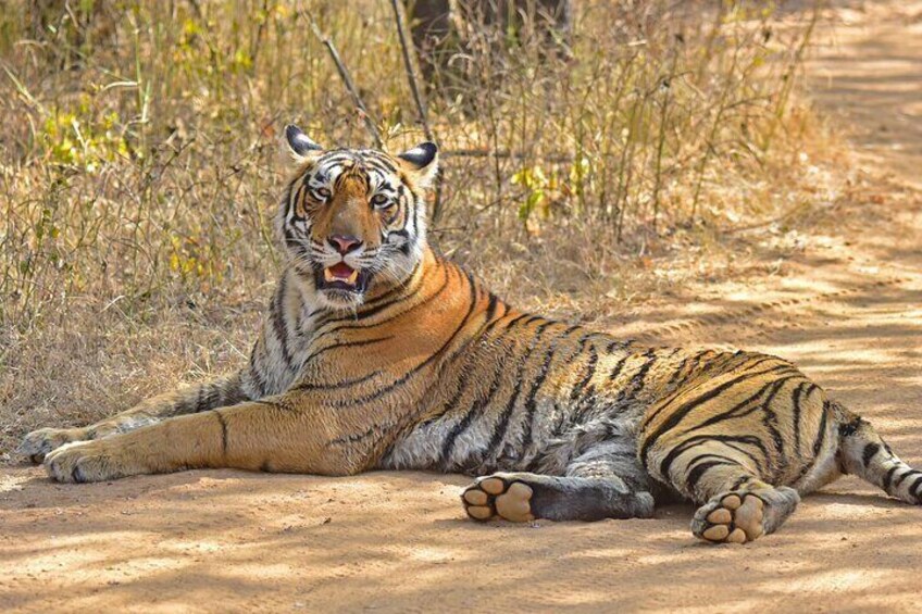 Ranthambhore Tiger Reserve