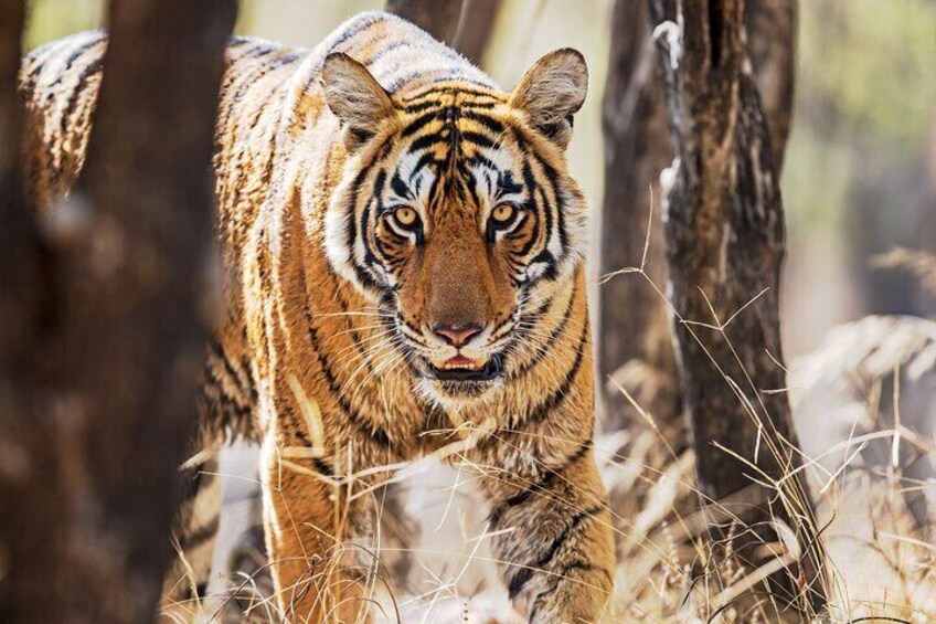 Ranthambhore Tiger Reserve