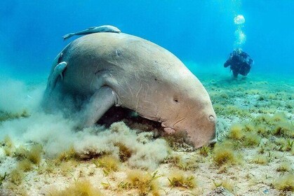 Full-Day Snorkelling Trip to Abu Dabbab Beach from Marsa Alam