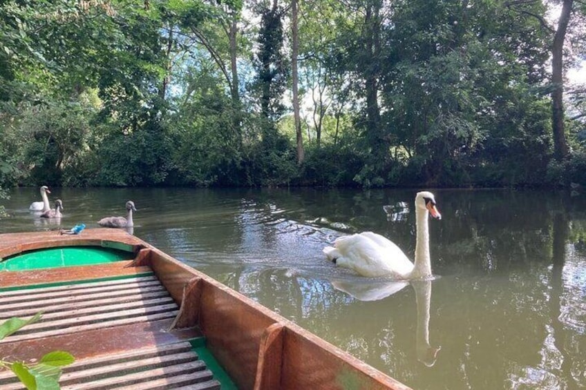 Cherwell Guided Punt River Boat Trip