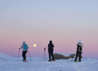 From Tromsø: Snowshoe Hike in the Arctic