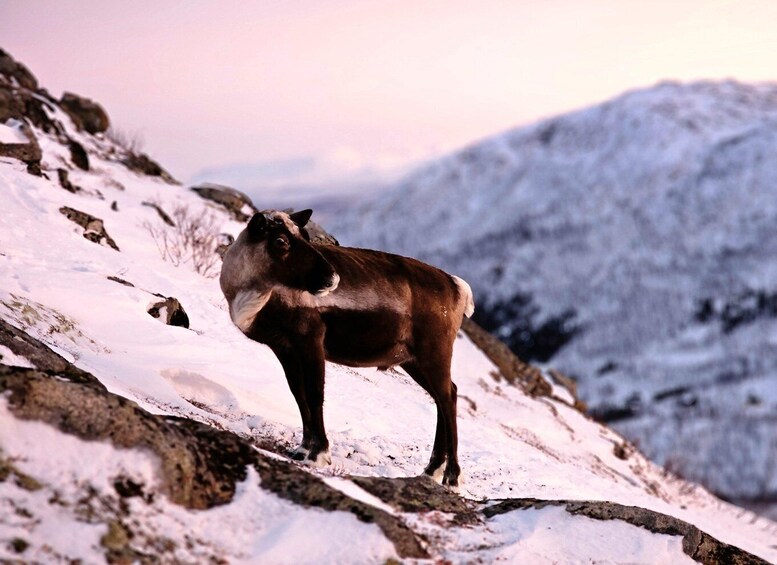 Picture 17 for Activity From Tromsø: Snowshoe Hike in the Arctic