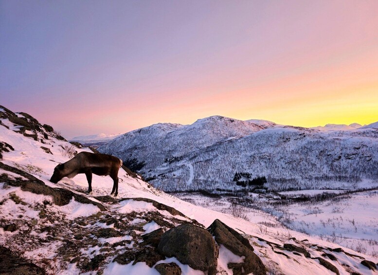 Picture 18 for Activity From Tromsø: Snowshoe Hike in the Arctic