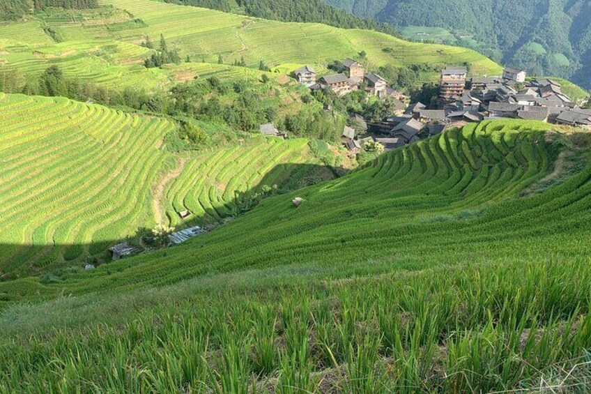 Longji Rice Terrace -- Day Trip