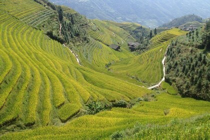 Longji Rice Terrace -- Day Trip