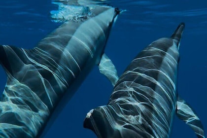 Momentos mágicos: encuentros íntimos con delfines