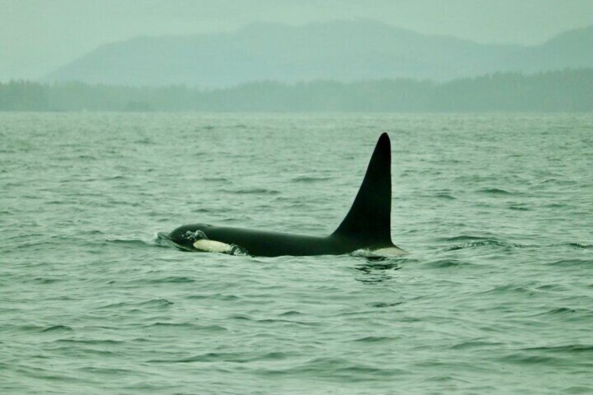 Experience Local Marine Wildlife Tour