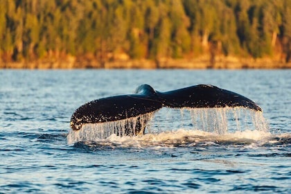 Experience Local Marine Wildlife Tour