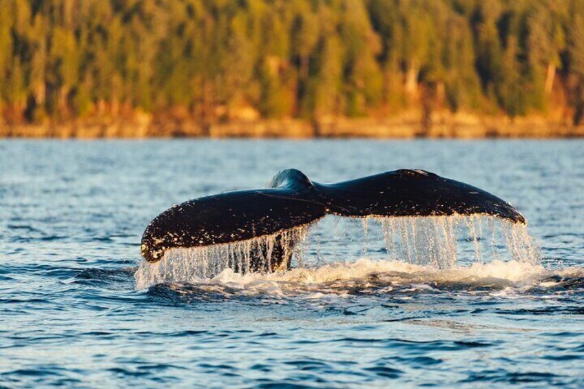 Humpback whales 