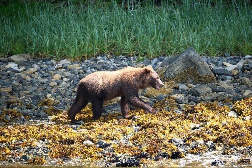 Experience Local Marine Wildlife Tour