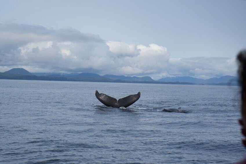 Experience Local Marine Wildlife Tour