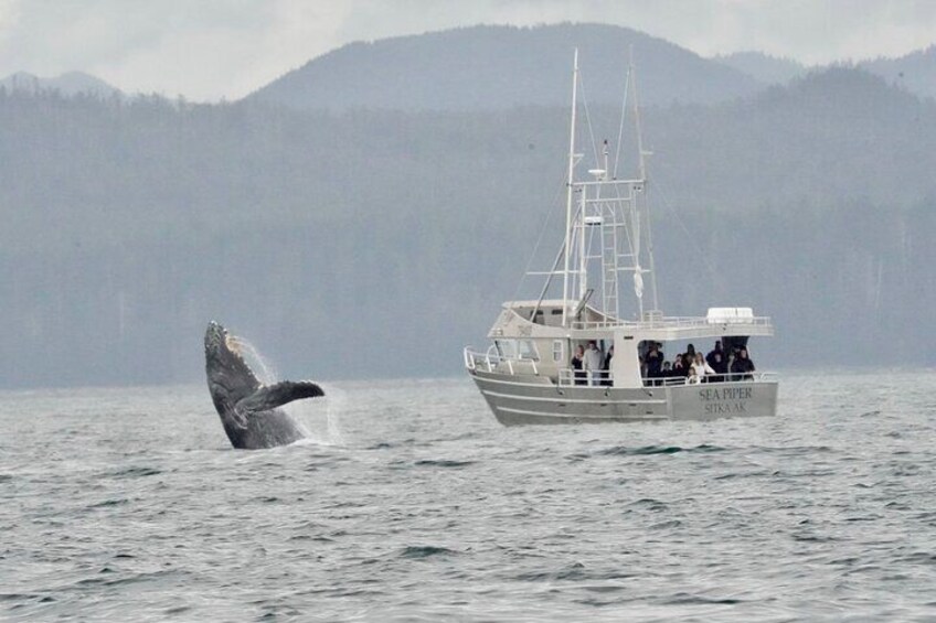Experience Local Marine Wildlife Tour