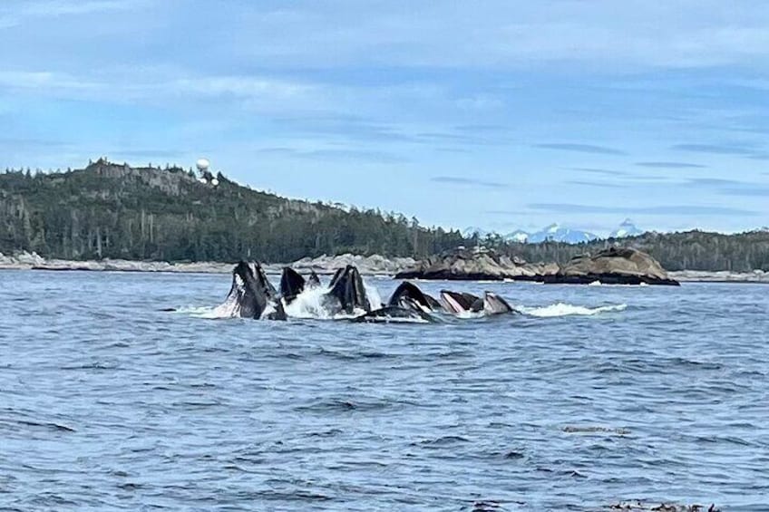 Bubble feeding Humpback Whales