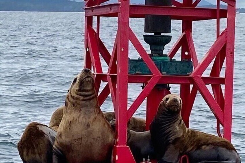 Steller Sea lions 