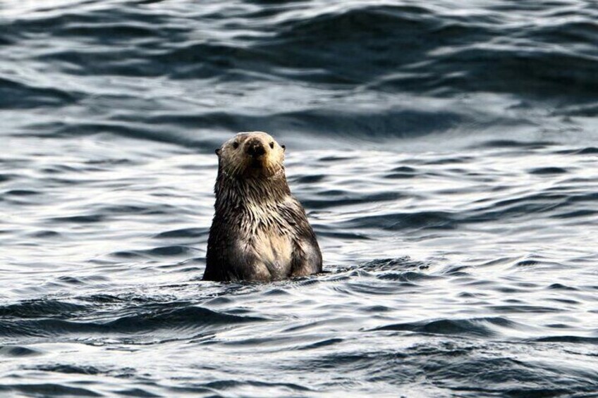 Experience Local Marine Wildlife Tour